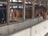 Hengst, Horse breed — Foto 5
