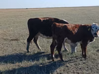بقرة, Simmental cattle — الصورة 2