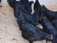 Ayam Cemani — Foto 2