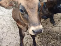 Cow, Swiss cattle — photo 3