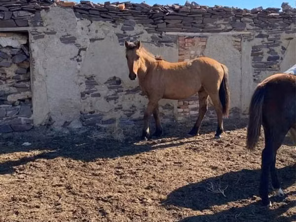Hengst, Mugalzhar horse