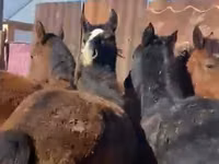 马匹（批次，未指定性别）, Kazakh horse — 照片 2