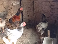 Chickens — 照片 2