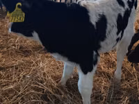 Toro, Russian Black pied cattle — foto 2