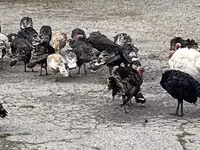 Turkeys — foto 4