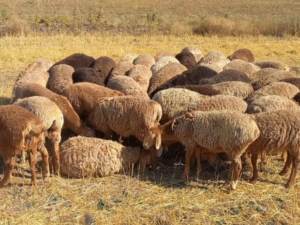 نعجة, الأغنام — قيرغيزستان