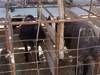 Carnero, Ovejas — foto 1