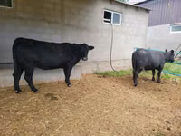 母牛, Aberdeen-Angus — 照片 4