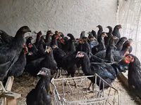 Chickens — الصورة 5