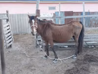 فرس, Kazakh horse — الصورة 1