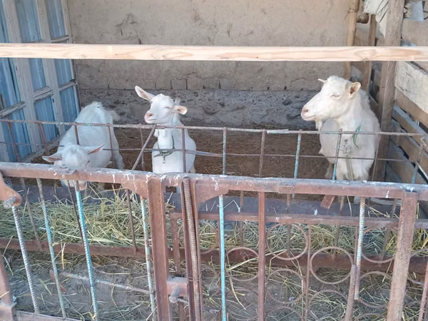 母山羊, Goats — 哈萨克斯坦