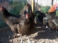 Chickens — Foto 6