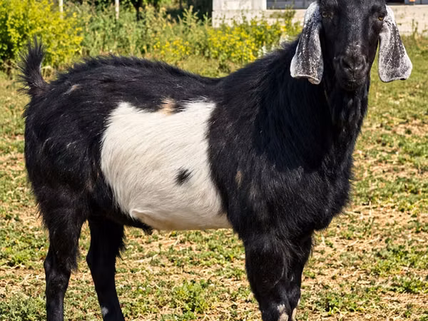 बकरा, Nubian Goat