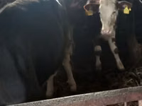 Vaca, Simmental cattle — foto 5