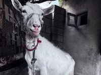 母山羊, Goats — 照片 3