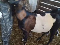 बकरी, Nubian Goat — फ़ोटो 5