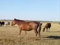 فرس, Kazakh horse — الصورة 2