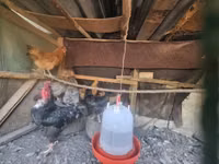 Chickens — photo 6