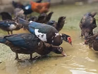 Ducks — 照片 2
