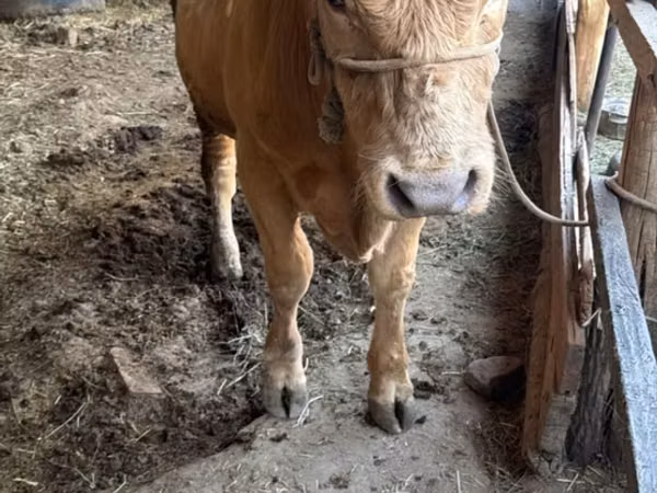 ثور, Simmental cattle — قيرغيزستان