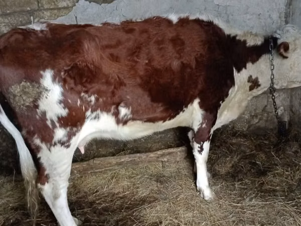母牛, Latvian Blue cattle — 哈萨克斯坦
