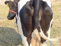 بقرة, Russian Black pied cattle — الصورة 1