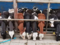 Bovinos (lote, sexo no especificado), Simmental cattle — foto 2