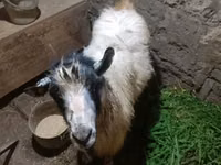 Ziegenbock, Ziegen — Foto 2