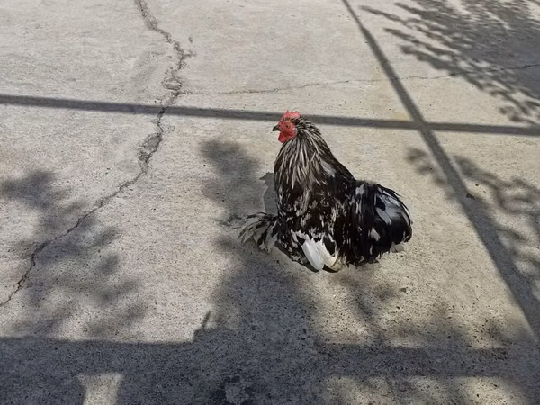 Chickens — Kirgisistan
