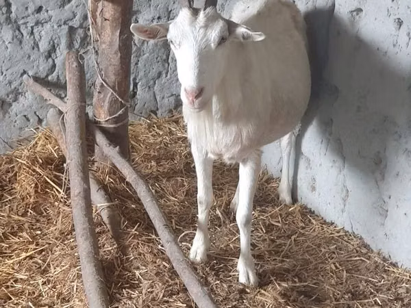 Ziege, Saanen goat