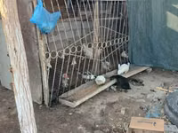 Chickens — 1-сурет