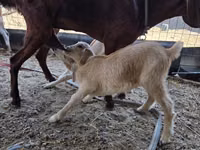 عنزة, Nubian Goat — الصورة 4