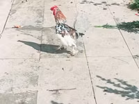 Japanisches Bantam — Foto 2