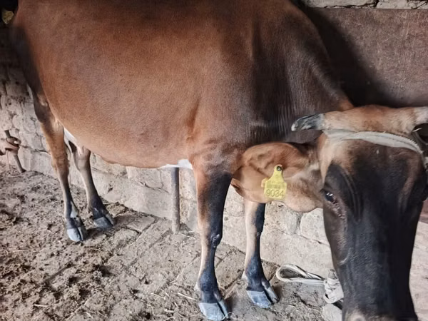 गाय, मवेशी — उज़्बेकिस्तान