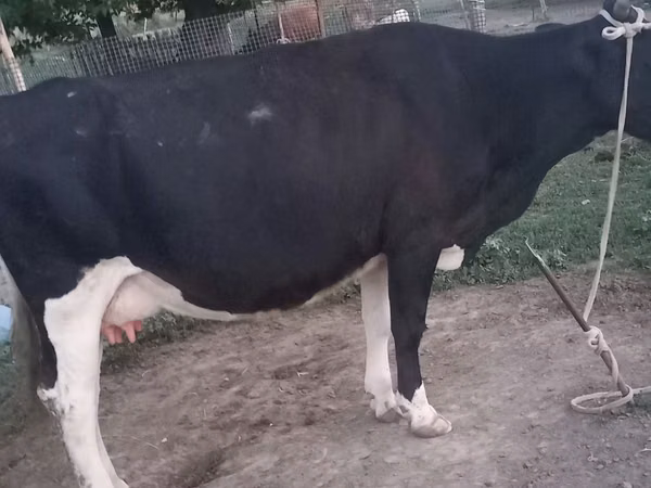 Kuh, Latvian Blue cattle