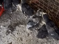 Chickens — 照片 1