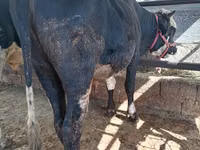 Toro, Ganado vacuno — foto 2