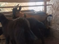 母山羊, Goats — 照片 3