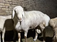 كبش, Afghan Arabi sheep — الصورة 5