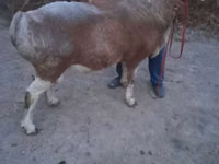Ram, Sheep — photo 4
