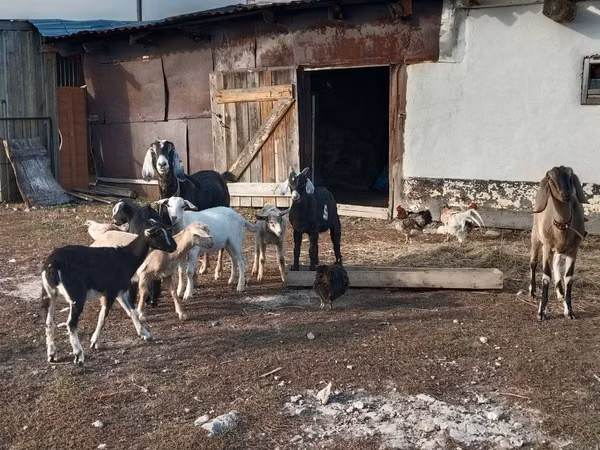 Goat, Nubian Goat