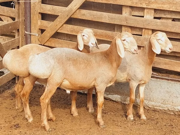 Қошқар, Arashan sheep