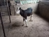 सांड, Russian Black pied cattle — फ़ोटो 4