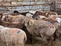 母羊, Sheep — 照片 2