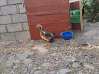 Chickens — الصورة 3