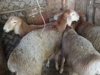 公羊, Sheep — 照片 2