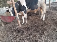 公牛, Holstein breed — 照片 3