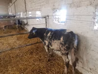Rinder (Partie, Geschlecht nicht angegeben), Simmental cattle — Foto 4