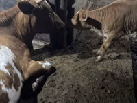 Kuh, Swiss cattle — Foto 1