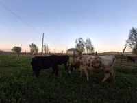 Vaca, Swiss cattle — foto 8